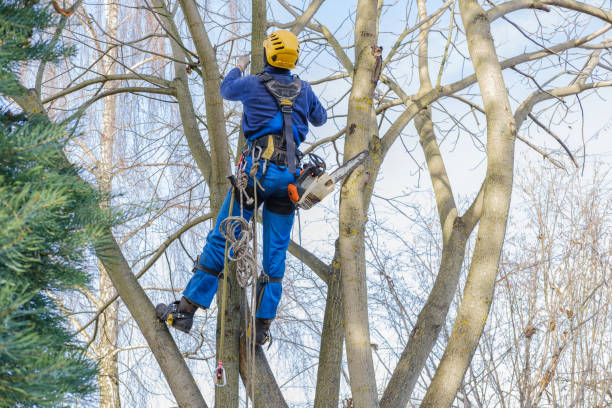 Best Stump Grinding and Removal  in Silver Firs, WA